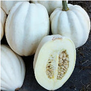 May include: A close-up of a white acorn squash cut in half, revealing the seeds inside. The squash is smooth and has a slightly bumpy texture.