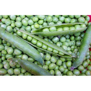 Willet&#39;s Wonder English Pea