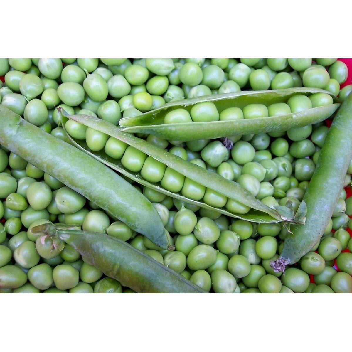 Willet's Wonder English Pea - Etsy