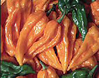 Fatalii Hot Peppers (Orange) Seeds