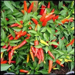 May include: A close-up of a vibrant green chili pepper plant with numerous red and yellow chili peppers growing on it. The peppers are various sizes and shapes, some are long and thin, others are short and plump.