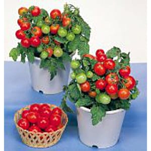 May include: Two potted tomato plants with red and green tomatoes. The plants are in white pots and are on a blue surface. There is a basket of red tomatoes in the foreground.