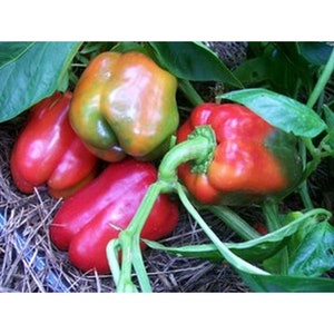 World Beater Sweet Bell Pepper Seeds