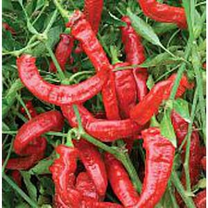 May include: A bunch of red chili peppers, some of which are curled into a U-shape, are piled on top of each other. The peppers are surrounded by green leaves.