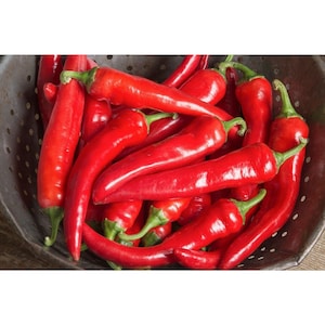 May include: A close-up of a bowl filled with bright red chili peppers. The peppers are arranged in a random pattern, with some overlapping others. The peppers are all smooth and shiny, and they have a slightly pointed shape.