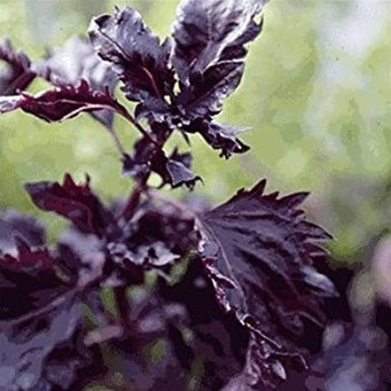 Purple Ruffles Basil Seeds - Etsy