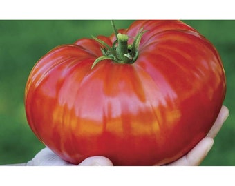 May include: A large, red, heirloom tomato with a deep red color and a slightly ribbed texture.