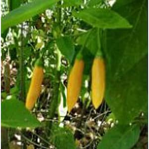 Aji Cito Hot Peppers Seeds
