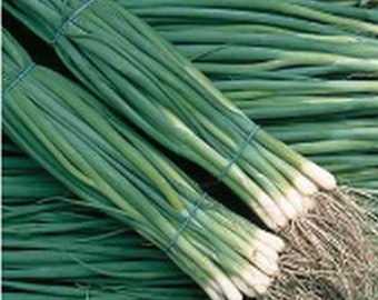 Puede incluir: Un manojo de cebolletas verdes atadas con una banda elástica azul. Las cebolletas tienen raíces blancas.