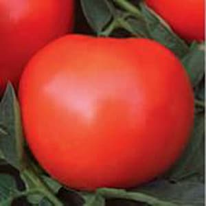 May include: A close-up of a large, ripe red tomato. The tomato is smooth and glossy, with a slightly pointed end. It is sitting on a bed of green leaves.