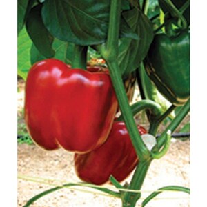 Chesapeake Hybrid Sweet Bell Pepper Seeds