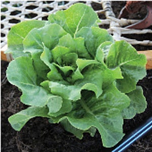 May include: A fresh, vibrant green head of lettuce, showing tightly packed, ruffled leaves. The lettuce is growing in dark soil, with a glimpse of a white trellis and a wooden border in the background. The image highlights the natural texture and color of the leafy green vegetable.