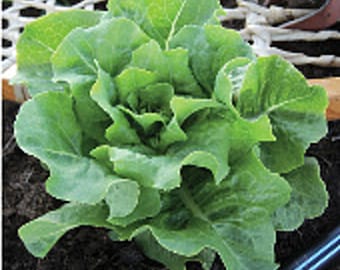Arctic King Lettuce Seeds