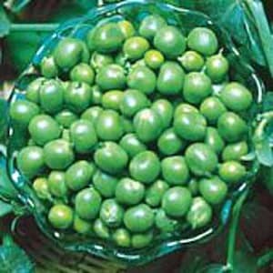 Thomas Laxton Sweet Peas Seeds