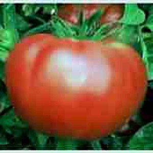 May include: A large, ripe red tomato with a slight green hue at the top, sitting on a bed of green leaves.