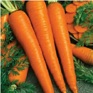 Imperator 58 Carrots Seeds