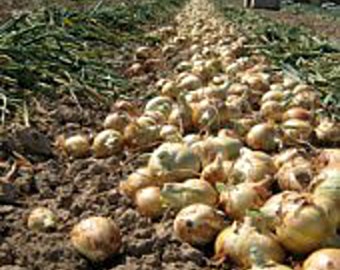 Texas Grano 1015Y Onions Seeds