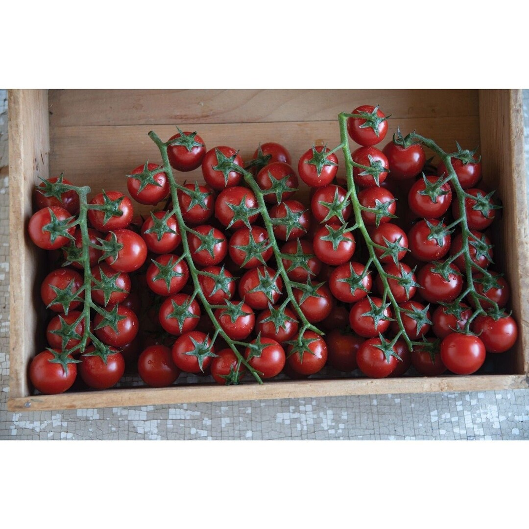 Edox (F1) Tomato Seeds - Etsy