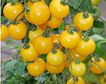 Yellow Cherry Tomato Seeds