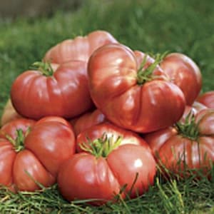May include: A group of large, red heirloom tomatoes with a slightly bumpy texture. The tomatoes are arranged in a pile on a bed of green grass.
