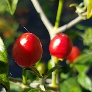 Hermosillo Hot Pepper Seeds