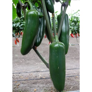 May include: Close-up of a branch of a pepper plant with several green jalapeno peppers growing on it. The peppers are hanging from the branch and are all about the same size.