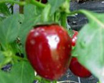 Cascabel Hot Peppers Seeds