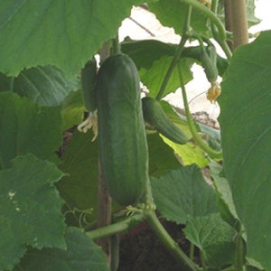 May include: Two green cucumbers growing on a vine with green leaves. The cucumbers are hanging from the vine and are surrounded by green leaves.