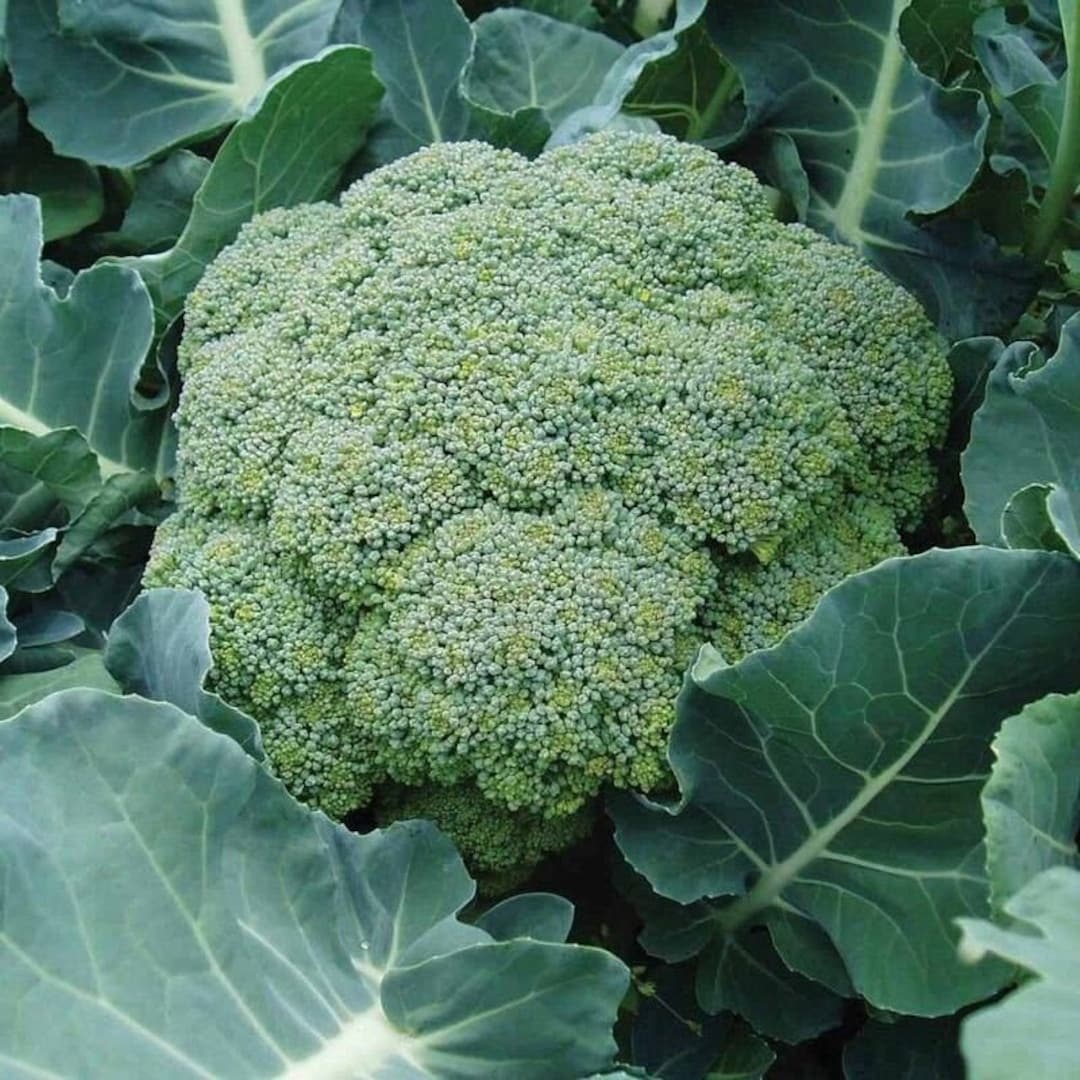 Belstar F1 Hybrid Broccoli Seeds - Etsy