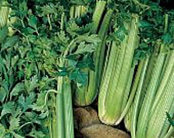 Tall Utah 52-70R Improved Celery Seeds