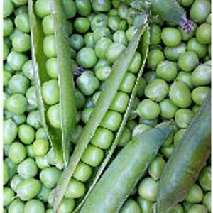 Willet Wonder Sweet Peas Seeds