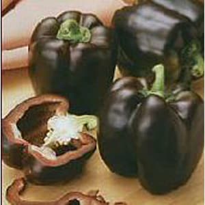 Chocolate Bell Sweet Peppers Seeds