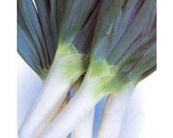 Shimonita Onion Seeds