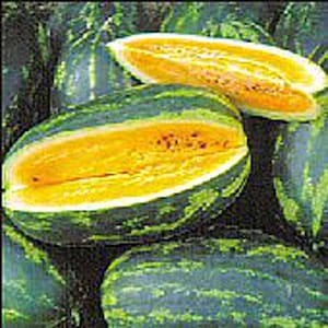 May include: A close-up of a yellow watermelon with a green rind. The watermelon is cut in half, revealing the bright yellow flesh.