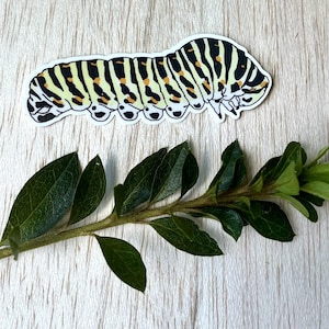 Swallowtail Caterpillar Sticker, Waterproof Vinyl Sticker