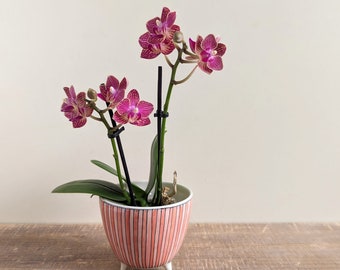 Pink ceramic bowl with feet #4