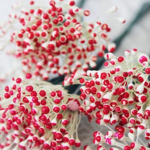 May include: A bunch of white stems with small, round, red and white tipped flower buds.