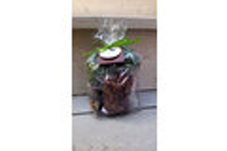 THE Kit DIY Terrarium Kit All you need is the Container image 4