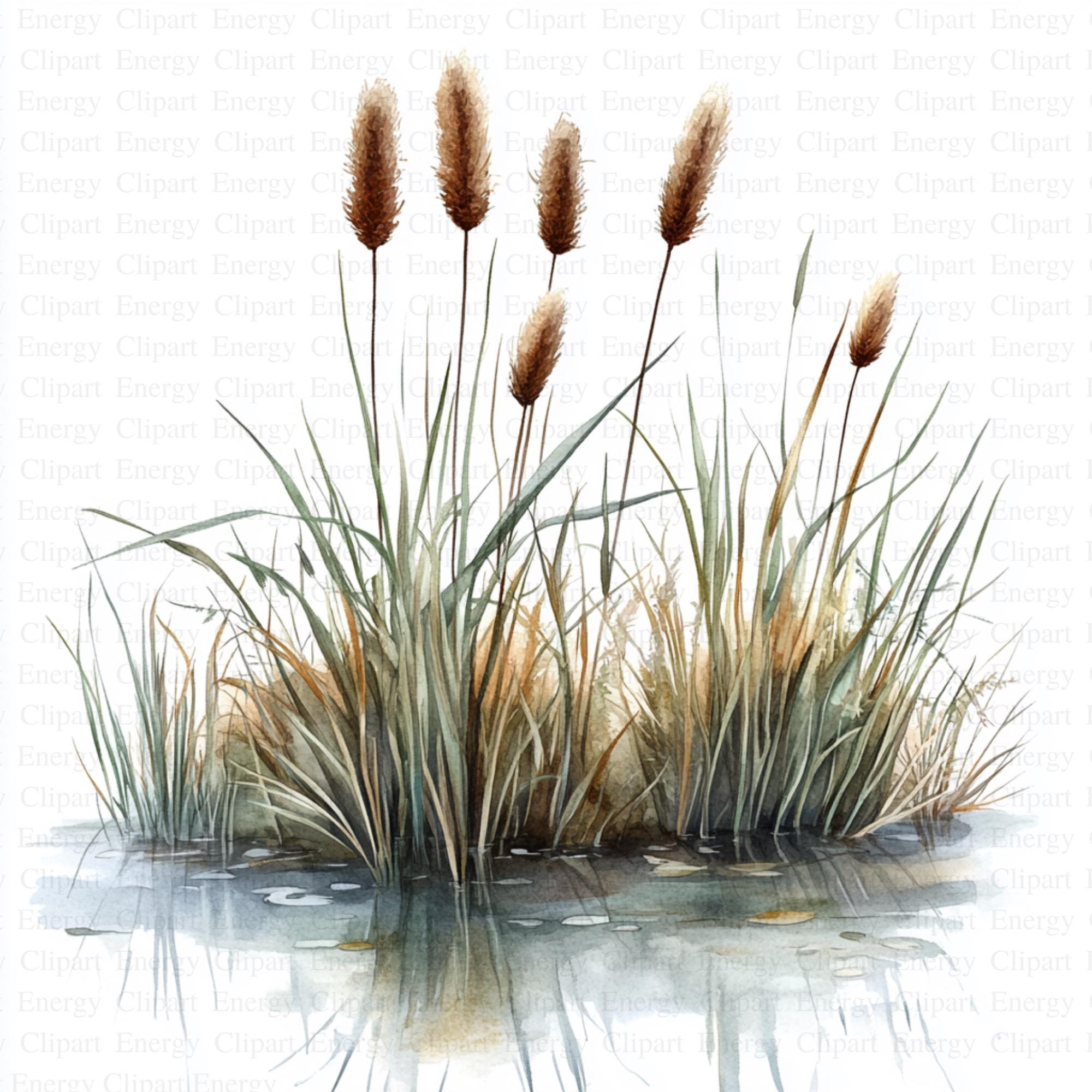 Cattails and Reeds in Water Pond Clipart | 5 High Quality Jpgs ...