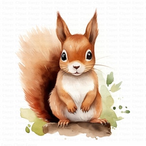 Imágenes prediseñadas de ardilla / 5 archivos JPG de alta calidad / Imágenes prediseñadas de ardilla linda / Ilustración de animal lindo / Imágenes prediseñadas de manualidades / Imágenes de álbumes de recortes / Imágenes prediseñadas