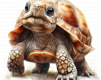 Cute Tortoise Clipart | 5 High Quality JPG's | Digital Download | Animal Art | Animal Lover's Clipart | Commercial Use | Clipart Pictures