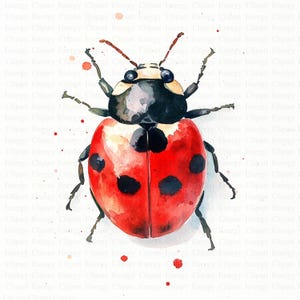 Clipart di coccinelle ad acquerello / 5 JPG di alta qualità / Download digitale / Arte degli insetti / Arte delle coccinelle / Immagini di album / Stampe digitali