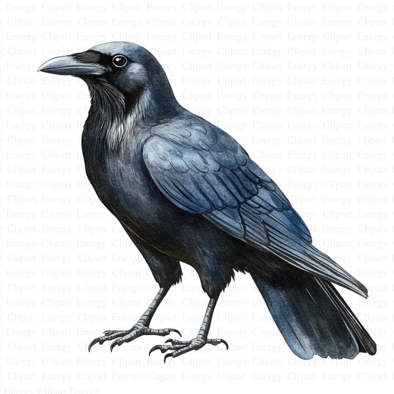 May include: A watercolor painting of a black raven with a dark blue hue. The raven is standing on a white background with its wings spread out.