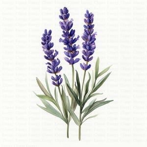 Lavanda imprimible / 5 archivos JPG de alta calidad / Descarga digital / Impresión floral / Impresión digital de lavanda / Acuarela de lavanda / Póster de lavanda