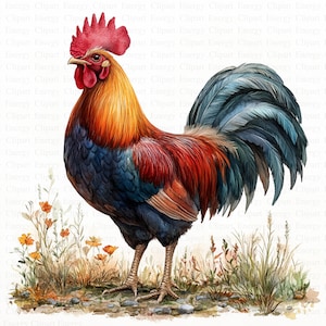 Imágenes prediseñadas de gallo / 5 archivos JPG de alta calidad / Descarga digital / Ilustración de gallo / Imágenes prediseñadas de acuarela / Arte de aves de granja / Técnica mixta