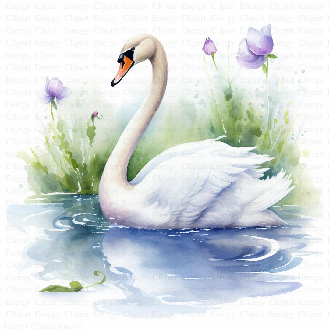 Watercolor Swan Clipart | 5 High Quality Jpg's | Digital Download ...