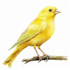Kanarienvogel Clipart | 5 hochwertige JPGs | Digitaler Download | Vogel Clipart | Gelbe Vogel-Grafiken | Natur Designs | Clipart-Pack
