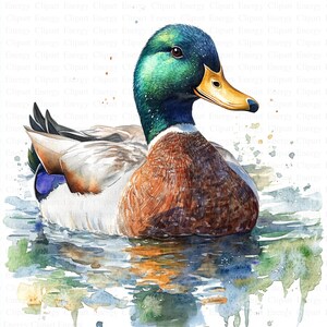Puede incluir: Una pintura de acuarela de un pato silvestre nadando en un estanque. El pato tiene la cabeza verde, plumas marrones y un pico amarillo. El agua es de color azul claro con acentos verdes y amarillos.