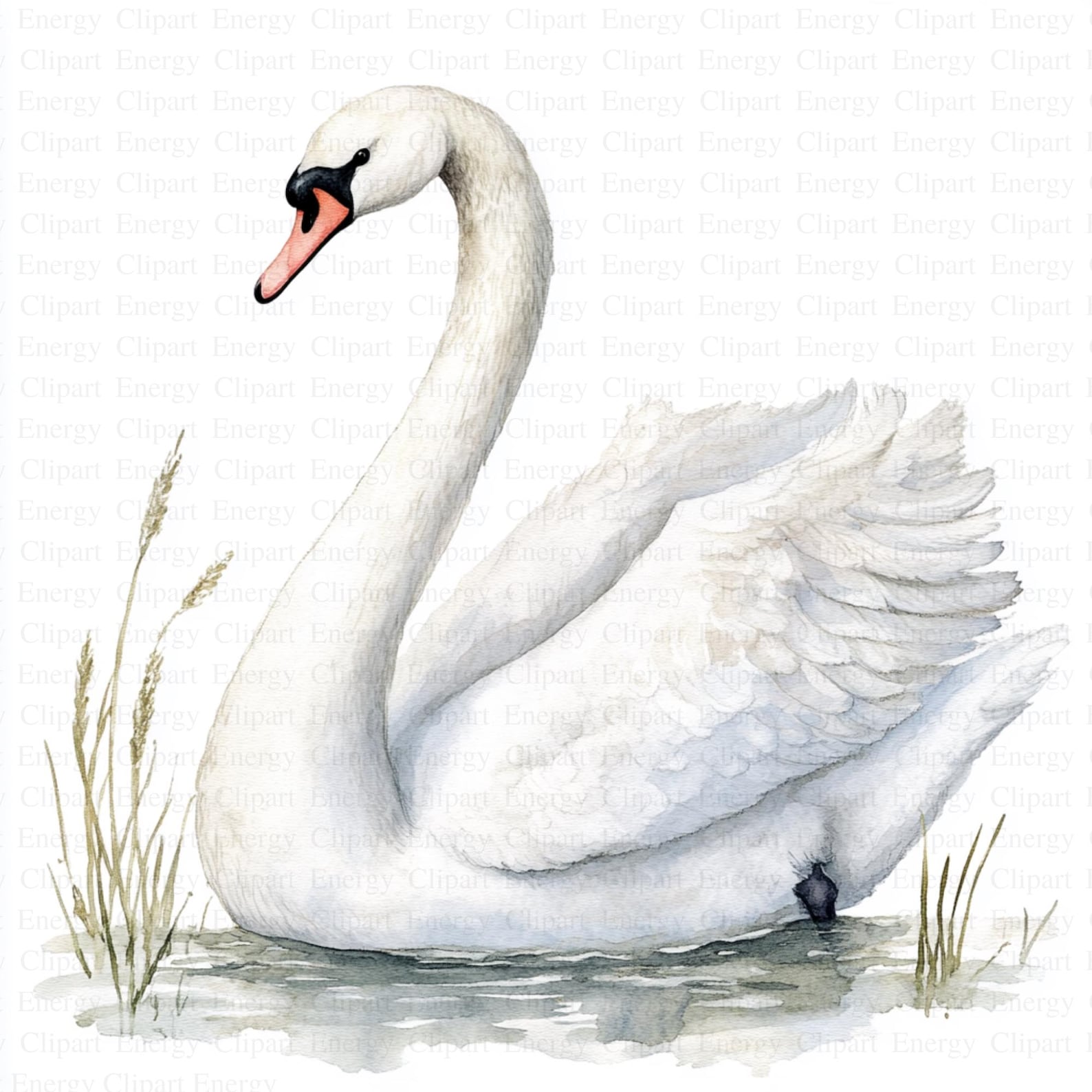 Swan Clipart | 5 High Quality Jpg's | Digital Download | Watercolor ...