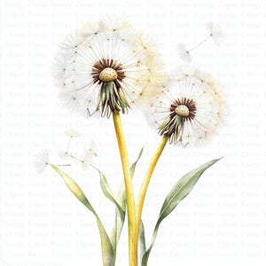 Dandelion Clipart | 5 High Quality JPGs | Digital Download | Botanical Dandelion | Printable Watercolor Clipart | Paper Craft | Junk Journal